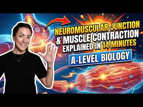 Neuromuscular junction and muscle contraction in 14 minutes | A-level Biology