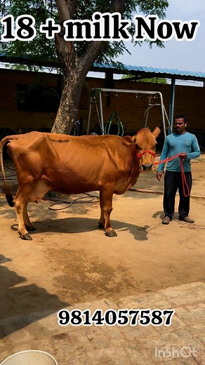 2nd lactation jersey cow for sale 9878661636 | Chhina Jersey Farm Jandi
