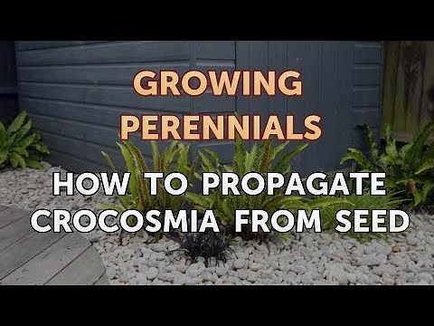 How to Propagate Crocosmia From Seed