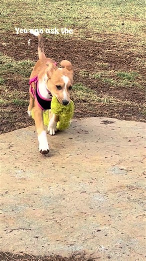 Our hearts are completely wrapped up in Whisper — our sweet Aussie border collie mix who fills every day with joy, energy, and unconditional love. From her bright, knowing eyes to her endless enthusiasm and gentle loyalty, she has a way of making even ordinary moments feel special. Whether she’s zooming around with that classic herding-dog sparkle or curling up close for quiet cuddles, Whisper reminds us daily what pure happiness looks like. Life is simply better, louder, and warmer with her by 