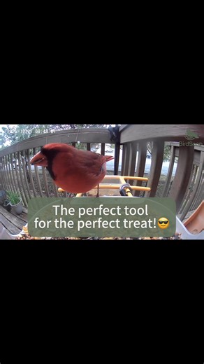 Look at this majestic cardinal! This video perfectly showcases its powerful, conical beak, nature's ultimate nutcracker. And it's tackling a five-star delicacy it can't resist. #BirdSnap #CommunityTips #Cardinal #NorthernCardinal #RedBird #BirdFeeder #SunflowerSeeds #BackyardBirding | BirdSnap