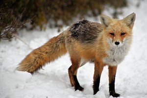 ▷ Zorro » Características, Alimentación, Hábitat, Reproducción, Depredadores