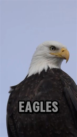 🦅 The Evolution of Eagle: 150 Million Years Ago!