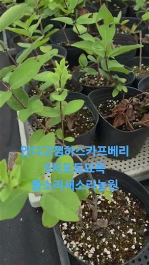 2026.8.16현재모습. #물소리새소리농원 #garden #farming #댕댕이나무 #gardening #하니베리 #하스카프베리묘목 #하니베리묘목 #인디고젬하스카프베리