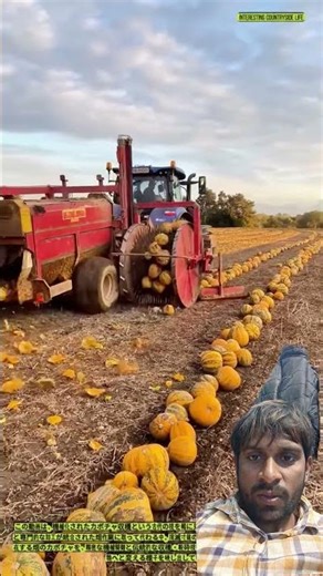 The disappearing art of traditional pumpkin processing - the work of a skilled farmer
