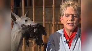 The chupacabra is creepier than you think