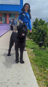 Trudge got adopted!! 💙 After spending over 120 days at MARL, everyone's favorite hundred-pound toddler has finally found his forever home. 💙 Congratulations to Trudge and his new family! 💙💙💙 #marl #animalshelter #rescuedog #adoptdontshop | Michigan Animal Rescue League