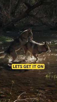 Wolves Mating Season 👀🍆 #lovestory