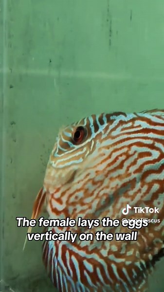 Finally was able to record the discus laying eggs! #Discus #Breeding #AquariumTok #Hobby
