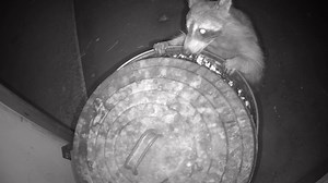 Jackpot! This raccoon has figured out how to open the lid on the trash can where I store sunflower seeds! I set up the trail cam to see how he’s doing it! The lid is pretty tight but he has figured out how to open it! #wildlife #nature #naturelovers #raccoon #raccoonlife | The Bird Perch