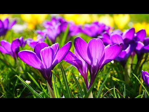 Relaxing spring scenes with soothing ambient piano music