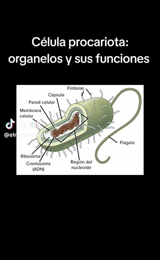 Organismos Procariotas: Funciones de Sus Organelos