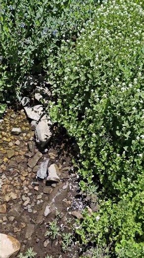 Casio AE1500WH in the wilderness #casio #outdoors #nature