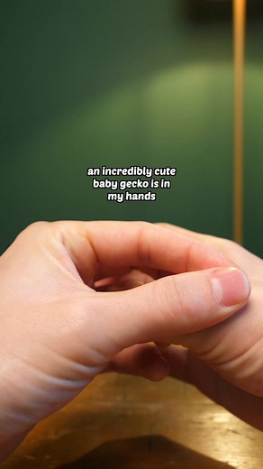 Cutest lizard ever | Worcester Terrariums