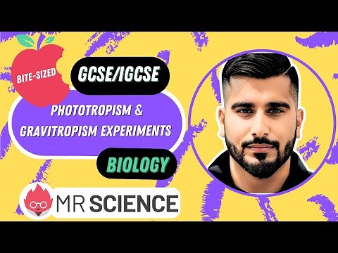 Phototropism & Gravitropism experiments| Darwin| Bite-sized | GCSE | IGCSE Biology| Mr Science in 8K