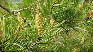 Ripe male pine cones with pollen, seasonal allergen. Click on a branch and a cloud of pollen flies out. Selective Focus