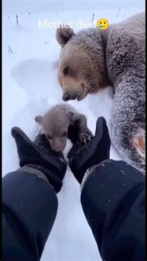 A Newborn Bear Rescue That Changed Everything 🐻❤️#shorts