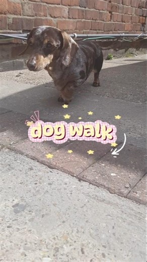 dog walk #dog #dachshund #dogwalk #dogs #doglife #sausagedog