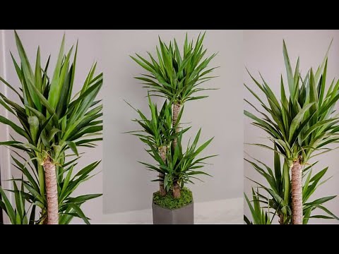 How to Propagate Yucca Plant from Cutting💚💚💚💚💚
