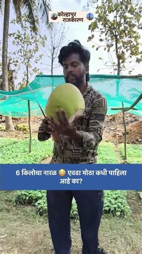 Viral Video 🚨 भलामोठा नारळ पाहून सगळे थक्क