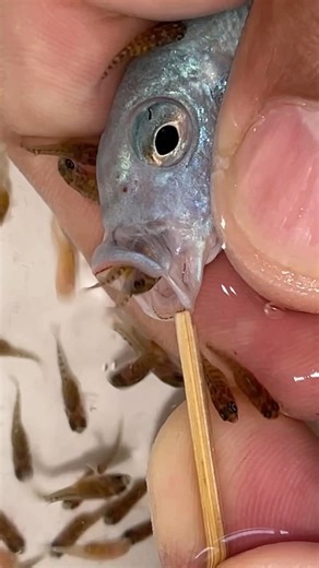 Witness the Moment! Baby Fish Emerge From Mother’s Mouth 😱 #fish