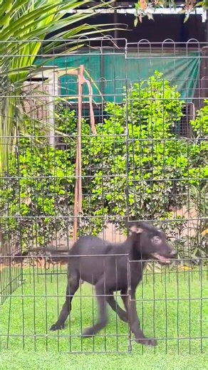 z plus security Belgian Malinois puppy booking open K9 trained line vaccinated top security ready