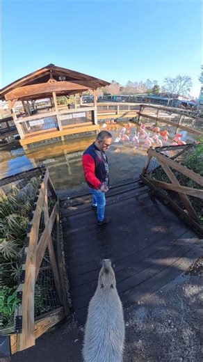 Flamingos at Gatorland