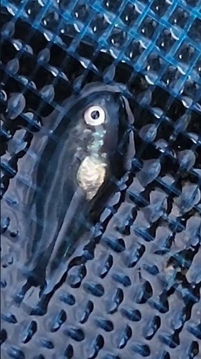 BABY Sunfish Upclose