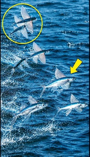 Atlantic Fish Can Actually Fly ? Incredible Ocean Discovery