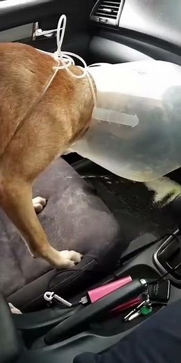 Dog piss and Poo in car with a long walau!!!!