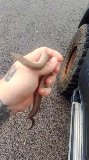 Hi everyone today I had a call out for a suspected eastern brown. Upon arrival I double checked to identify what sort of snake it was. Well not snake lol. But it is always better to ring a professional as you can miss identify and then after being bitten it's to late. This call out was for a company in blackwater, I thank them for ringing me to keep him safe. I thank all clients to keep these reptiles safe also themselves. Yes it's a legless lizard called a Burton's lizard. | LV Snake Catching