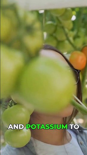 How to Save Dying Tomato Plants Before It's Too Late 🍅 #farmtips