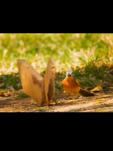 Bat vs Bird: A Struggle for Survival in Nature
