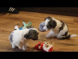 Havanese Puppies For Sale