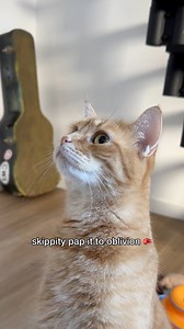 skippity paps are only reserved for Felix 🥊 | Penny the Ginger Cat