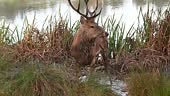 Cerf en rut se débattant dans la boue