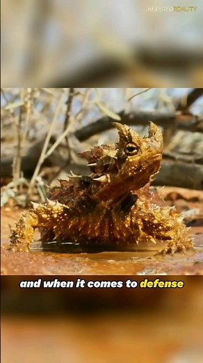 The Thorny Devil - Nature's Spiky Marvel
