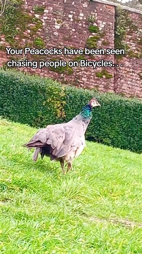 Feet can't reach the pedals fir starters !! #garden #smudge #funny #dadjoke #peacock