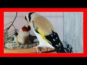 How to wax goldfinches (Works 100%) 😱 Goldfinch breeding tricks