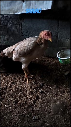 Shamo #chickenbreed #chicken #fancychicken