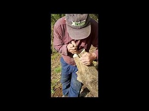 Ma nouvelle technique de greffage de l'olivier