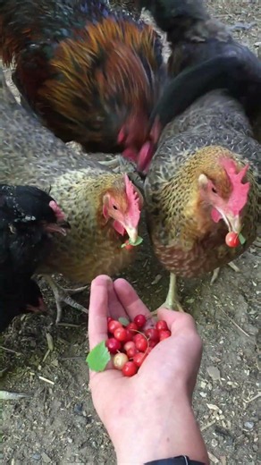 The Cherries Didn't Stand a Chance! #chicken #funny