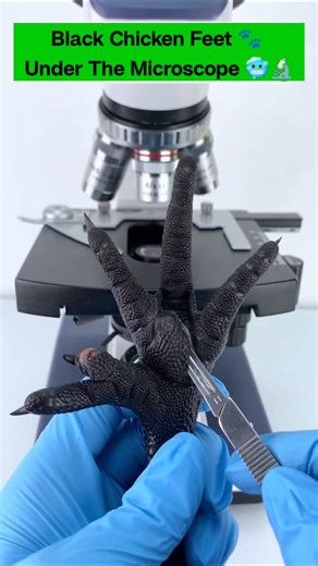 Black chicken feet under the microscope 😱🔬 #shorts #shockingfacts #microscope