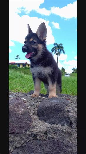 German Shepherd puppies 8 weeks old 9888815
