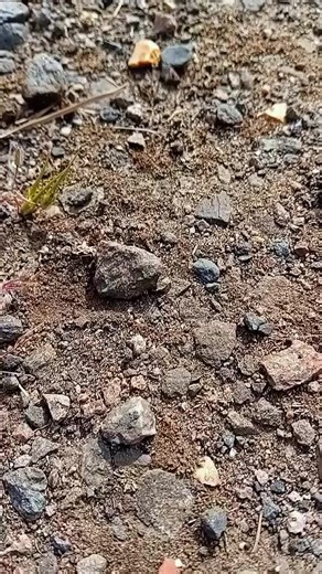 #steamengine #engines #garrett #tractionengine #steamengines #farming