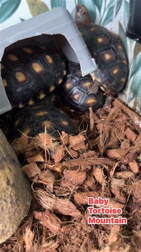 13 reactions | So cute. They love to stay together and talk with each other and climb a mountain. TortsRus.org #fypreelsシ゚viralシ #bunnyrft #fypageシ #nonprofitororganization #bunny #tortoiseshell #donate #fypageシ #GivingTuesdaycampaign #followformore #follow | Florida Redfoot Tortoise Sanctuary,Inc. | Facebook