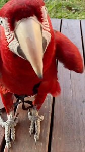 Beautiful bird 😍 green wings macaw 💚❤️ - Fine feathered friends ❤️hand raise baby birds - taming and breeding the most beautiful birds 🥰🥰🥰🥰. #love #petcare #birdwatching #birdphotography #sydney #explorepage #reelschallenge #reelsfypシ # #friendlyᥫᩣシ #reelsviralシ#photooftheday #birds #instagram #nikon #captures #birdphotography #birdwatching #birdlovers #naturephotography #animals #wildlife #birdstagram #bird #birding #nature #best #birdlife #love #perfection #wildlifephotography #parrot #n