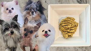 How I make balanced home-cooked dog food for five dogs | Girl With The Dogs