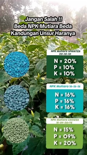 Perbedaan NPK Sprinter,NPK 16 16 16 Dqn NPK Grower 🌿 1. NPK Mutiara Sprinter (20-10-10) Kandungan Hara: Nitrogen (N) 20% (8% Nitrat-N dan 12% Amonium-N), Fosfat (P₂O₅) 10%, Kalium (K₂O) 10%. Fokus Utama: Kandungan Nitrogen sangat tinggi. Kombinasi nitrat yang cepat terserap dan amonium sebagai cadangan membuat tanaman mendapat asupan nutrisi cepat. Waktu Aplikasi: Cocok digunakan pada fase vegetatif awal atau saat tanaman butuh pertumbuhan daun, batang, dan tunas yang pesat. 2. NPK Mutiara 16-1
