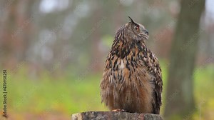 A beautiful Eurasian eagle-owl (Bubo bubo) owl standing on a tree stump in an autumn forest looking around.